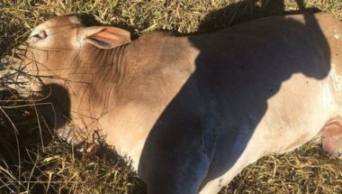 Agrodefesa confirma casos de raiva animal em Palmeiras de Goiás