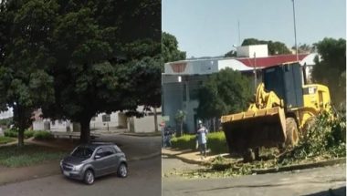 MP aciona prefeitura de Catalão e Celg por retirada e poda irregulares de árvores
