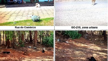 Ação do MP garante implantação de programa de controle populacional de cães e gatos em Nova Aurora