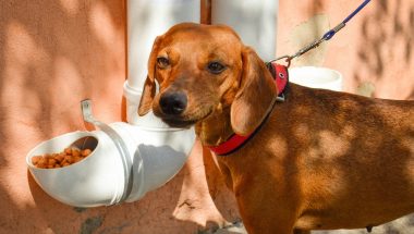 Câmara de Campo Alegre autoriza a colocação de comedouros e bebedouro públicos para animais de rua