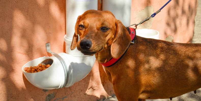 Câmara de Campo Alegre autoriza a colocação de comedouros e bebedouro públicos para animais de rua