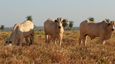 Fosfato bicálcico da CMOC auxilia nutrição animal