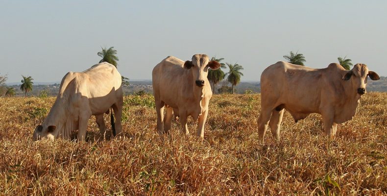 Fosfato bicálcico da CMOC auxilia nutrição animal