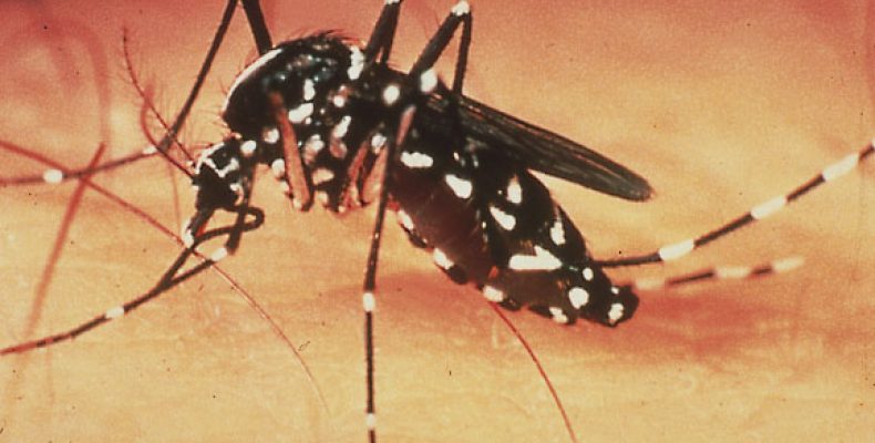 Goiás registra mais de 25 mil casos de dengue em três meses
