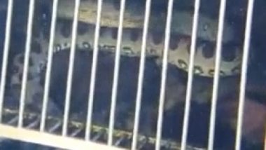 Criança de 8 anos se assusta ao perceber cobra sucuri dentro de piscina, em Rio Quente