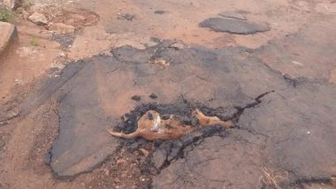 Moradores denunciam que taparam buraco no asfalto com cachorro dentro