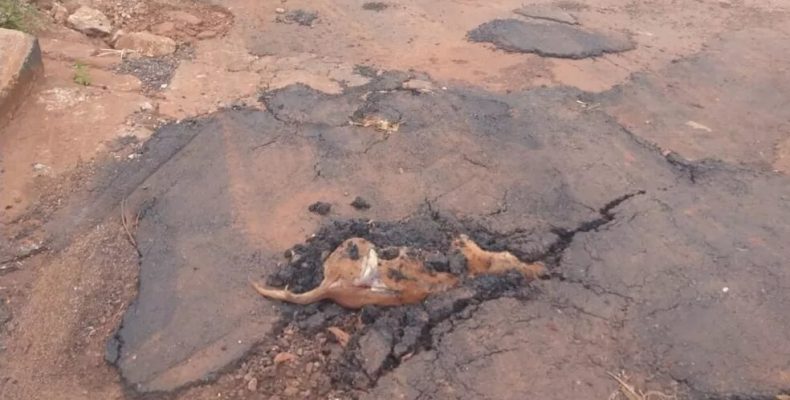 Moradores denunciam que taparam buraco no asfalto com cachorro dentro
