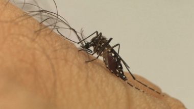 COSMOPOLITA: Entenda o que é e como foi descoberta a nova cepa da dengue em Goiás