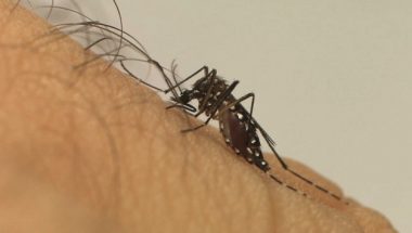 COSMOPOLITA: Entenda o que é e como foi descoberta a nova cepa da dengue em Goiás