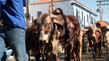 Iphan lança plano de salvaguarda da Romaria de Carros de Bois de Trindade