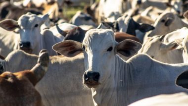 Emater, Sindicato Rural e ABCZ realizam feira Pró-Genética em Jussara (GO)