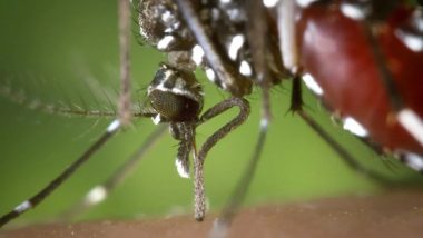 Cuidado com dengue: confira as cidades goianas com maior risco de infestação de Aedes aegypti