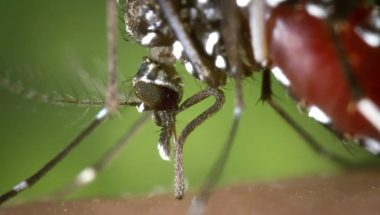 Cuidado com dengue: confira as cidades goianas com maior risco de infestação de Aedes aegypti