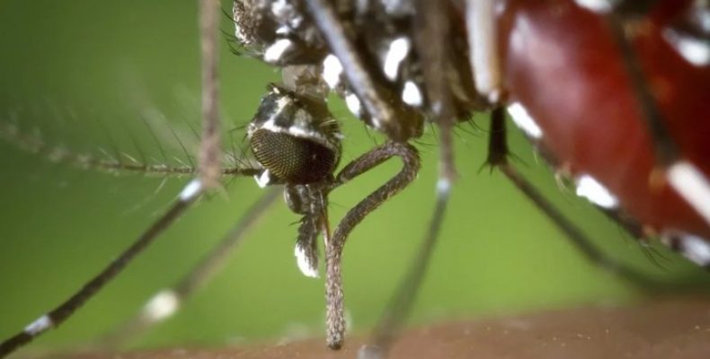 Cuidado com dengue: confira as cidades goianas com maior risco de infestação de Aedes aegypti