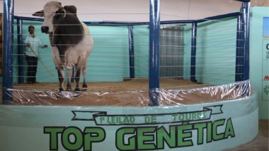 Realizado 1º Leilão de Touros Top Genética na ExpoCampo 2023