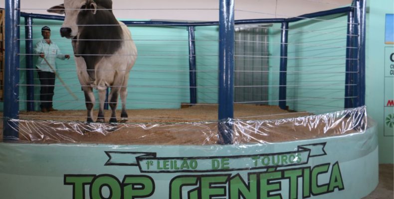 Realizado 1º Leilão de Touros Top Genética na ExpoCampo 2023