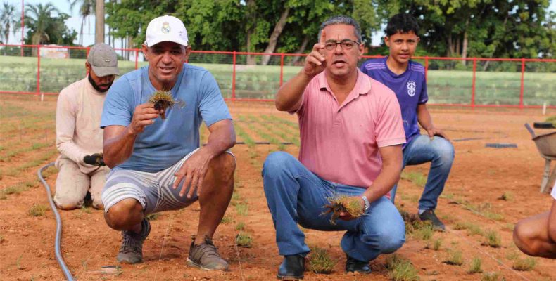 Prefeitura de Anhanguera e secretarias municipais realizam plantio de grama em campo de futebol