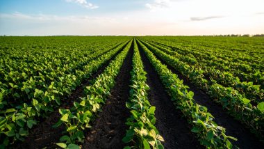 Soluções tecnológicas aumentam rendimento da soja em 3,5 sacas por hectare