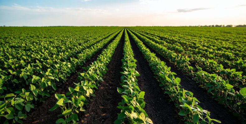 Soluções tecnológicas aumentam rendimento da soja em 3,5 sacas por hectare