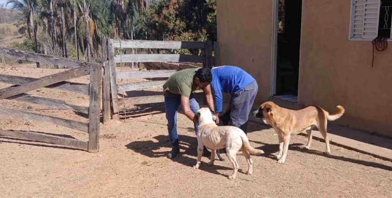 Vacinação antirrábica chega à zona rural de Campo Alegre e mobiliza equipes da saúde