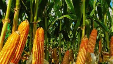 egunda safra de milho se consolida como estratégica na transição energética