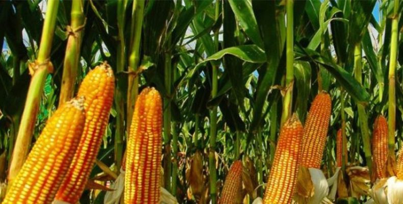 egunda safra de milho se consolida como estratégica na transição energética