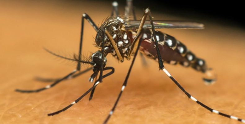 Davinópolis reforça alertas para combate ao mosquito transmissor da dengue