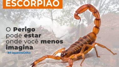 Agosto reforça alerta e cuidados para prevenir acidentes com escorpiões em Davinópolis