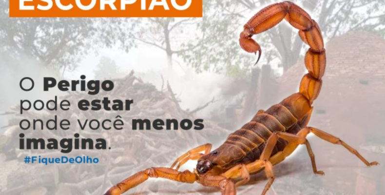 Agosto reforça alerta e cuidados para prevenir acidentes com escorpiões em Davinópolis